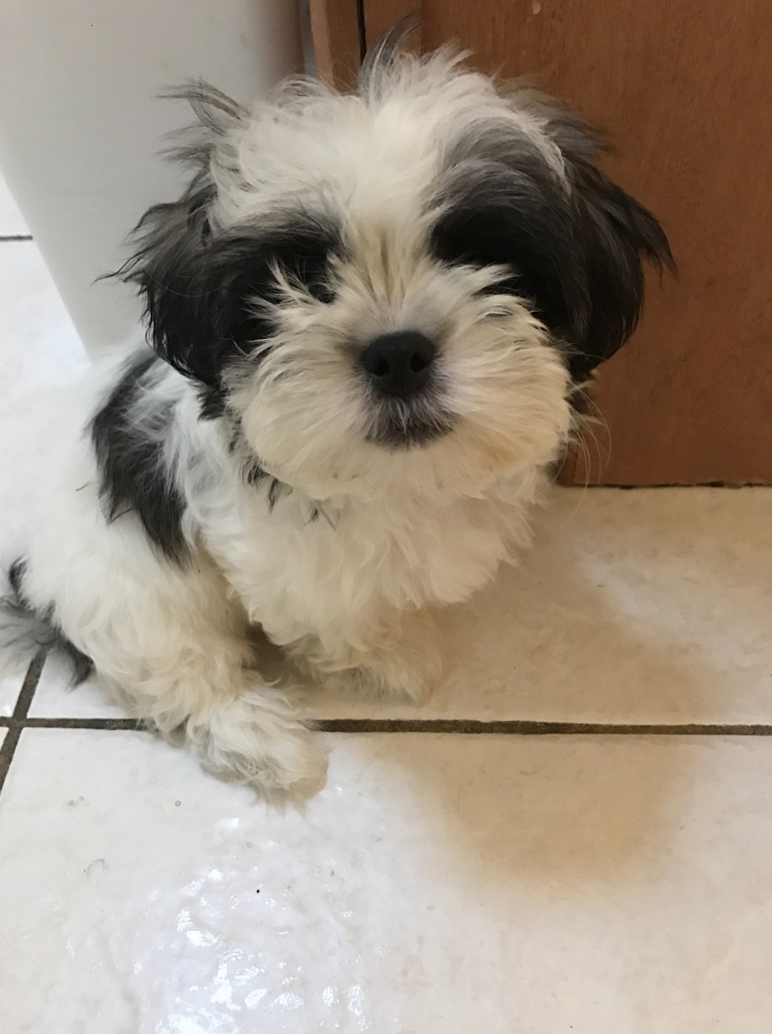 A photo of Damian, a Maltese and Shitzu mix