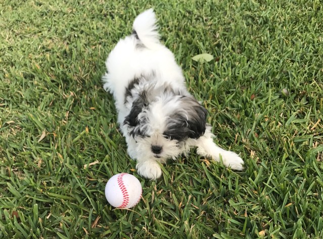 Damian in the Yard Playing Ball