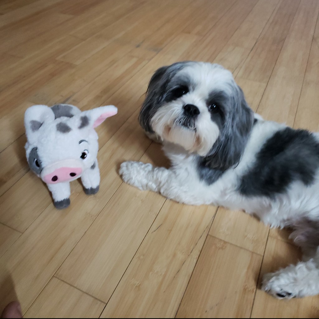 My dog Damian and his stuffed pig Pua staring at the camera. He's probably thinking, "Oh, you're home again."