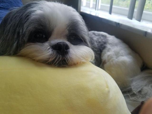 Damian Laying on my Christmas Duck