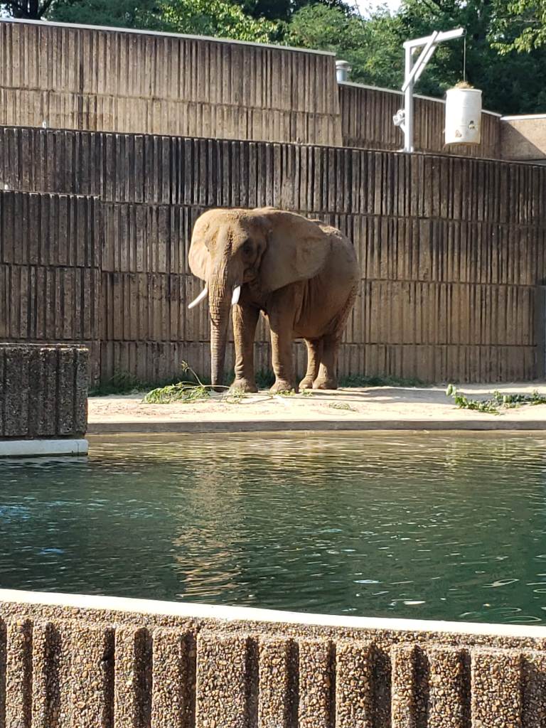 In case you didn't know, elephants are one of my favorite animals. This photo is from when I went to the zoo in Memphis.