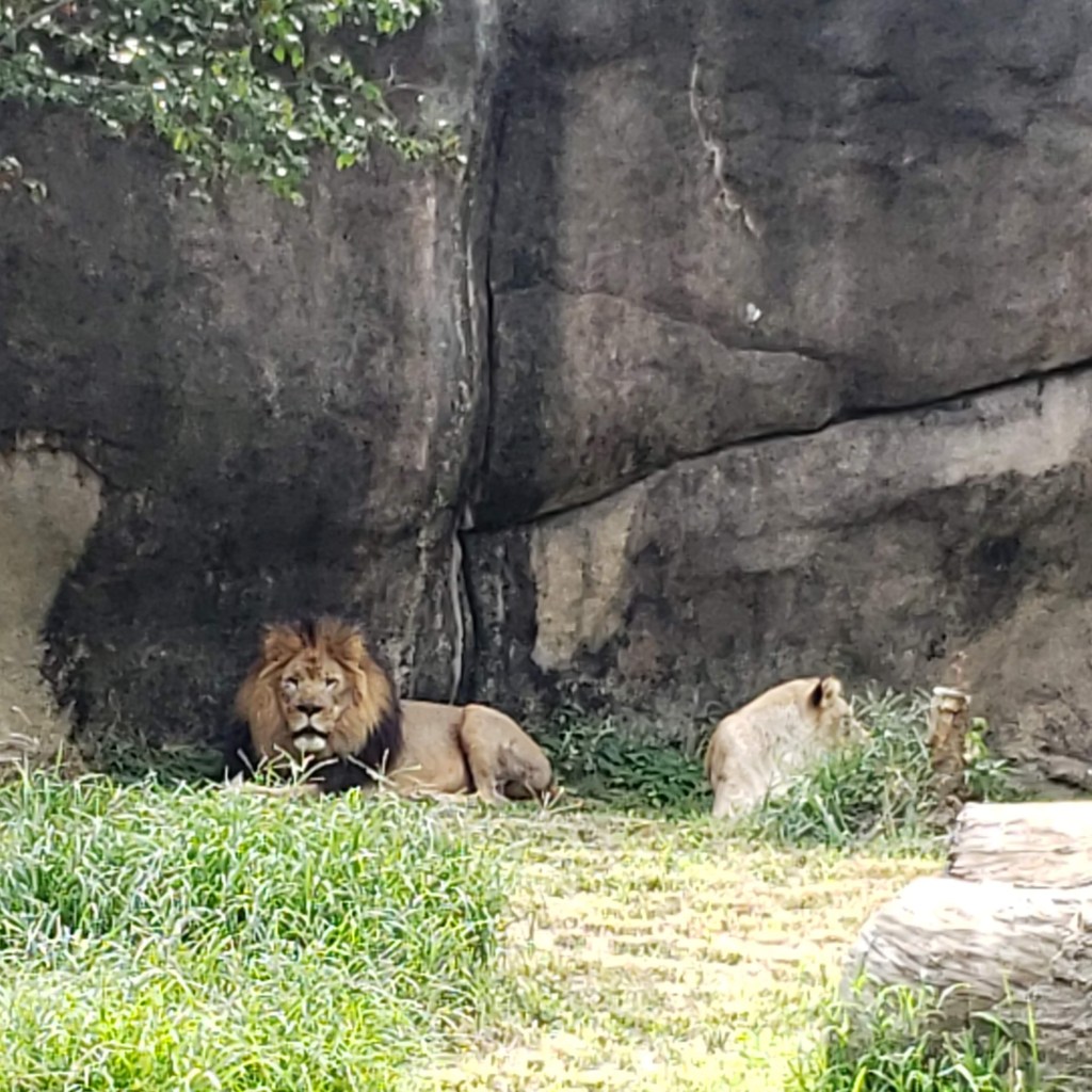 Looking back on this photo I took at the zoo, I can't help but think about Iliza Shelsinger's joke about how lionesses are the ones actually doing the hunting and how poignant that joke was to my situation.