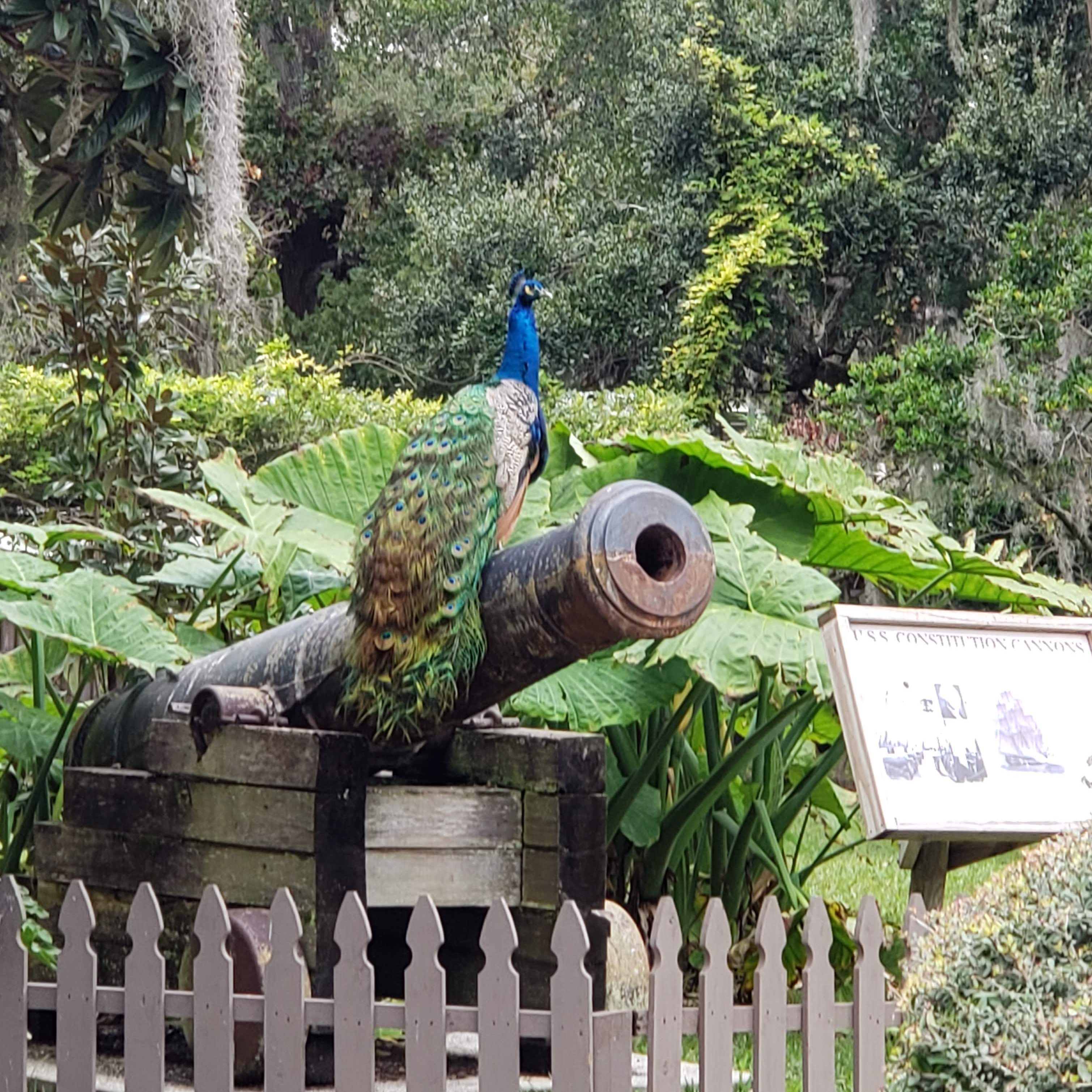 Could you imagine if cannons could fire peacocks instead of cannonballs? Then your enemies could deal with peacock poop, which would be very distracting as you took over...